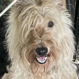 Oliver - Scottish Terrier