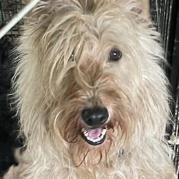 Oliver - Scottish Terrier