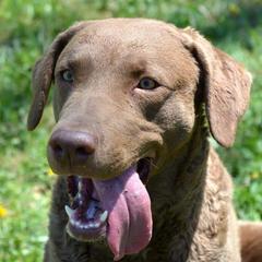 Arrow  - Chesapeake Bay Retriever