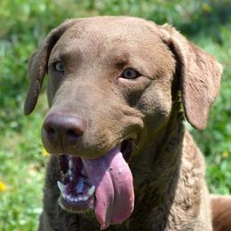 Arrow  - Chesapeake Bay Retriever