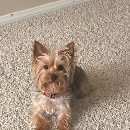 Coco - Yorkshire Terrier