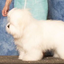 Cotons de Tulear from Musique Cotons