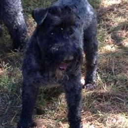 Kerry Blue Terriers from Goodfellas