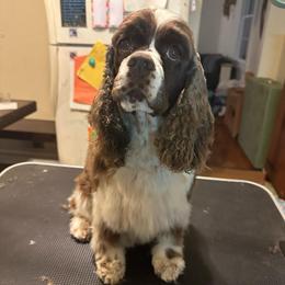 Daisy - Cocker Spaniel