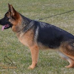 Tiana - German Shepherd