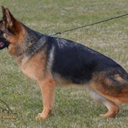 Tiana - German Shepherd