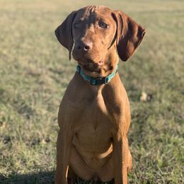 Maylie - Vizsla