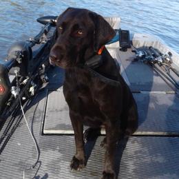 Labrador Retrievers from Talk Timber Kennels