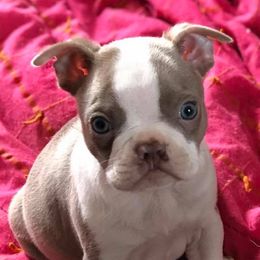 Boston Terrier Puppies from Heather's Boston Babies