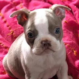 Boston Terrier Puppies from Heather's Boston Babies