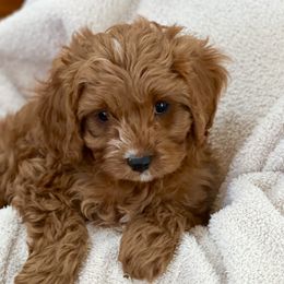 Fox - Red Cavapoo puppy in Utah from Squaw Peak Puppies