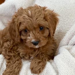 Fox - Red Cavapoo puppy in Utah from Squaw Peak Puppies
