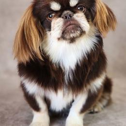 Trixie - Pekingese