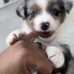 Green collar - Blue merle Miniature Australian Shepherd puppy in Visalia, California from Furrever.Mini.Aussies.llc