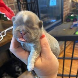 Noodles - Brindle male Shih Tzu puppy in Riverhead, New York from Eastern Long Island Shih Tzu