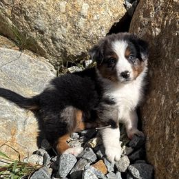 Fatima - Blue merle male Australian Shepherd puppy in New Boston, New Hampshire from Painted Pup Australian Shepherds