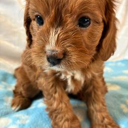 Sky - Red male Cavapoo puppy in Adrian, Oregon from ApplebyFarm