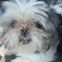 Ceelo - Shih Tzu