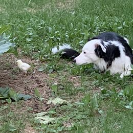 Border Collie All Grown Up from Hidey Hole Kennel