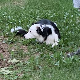 Border Collie All Grown Up from Hidey Hole Kennel