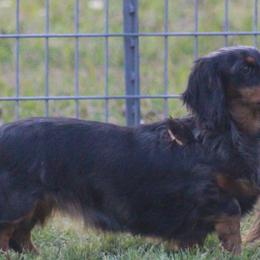 Clarity - Dachshund