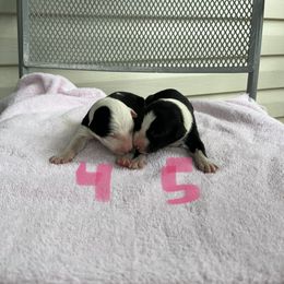 Border Collie Puppies from Megan Stewart