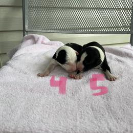 Border Collie Puppies from Megan Stewart