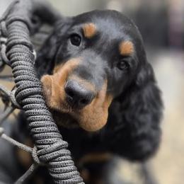 Boy 4 - Black and tan male Gordon Setter puppy in Milton, Florida from Katherine's Golden Retrievers, Gordon Setters, and English Setters
