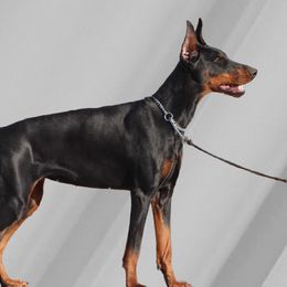 Calypso - Doberman Pinscher