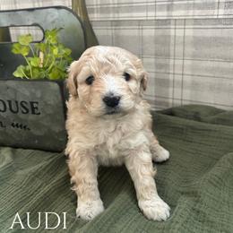 Audi - Cream female Aussiedoodle puppy in Zeeland, Michigan from Dutch’s Doodles