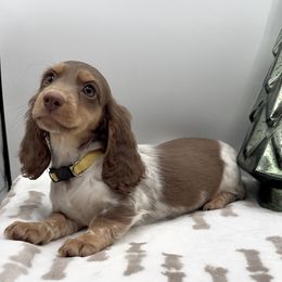 Luna - Piebald female Dachshund puppy in Goodyear, Arizona from AZ Royal Doxies llc