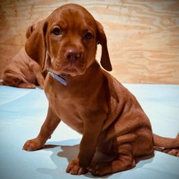Miss Lavender - Golden rust female Vizsla puppy in Agua Dulce, California from Waterfall Ranch Hungarian Vizslas