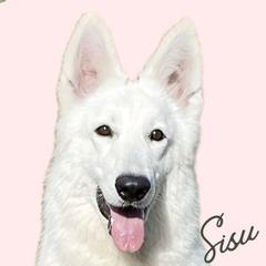 Sisu - Berger Blanc Suisse