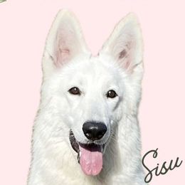 Sisu - Berger Blanc Suisse