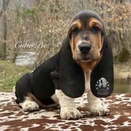 Cutie Pie - Black white and brown female Basset Hound puppy in Dingess, West Virginia from Tuckers' Howling Hounds