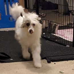 Rascal - White Chinese Crested puppy in Houston, Texas from Acajun Cresteds