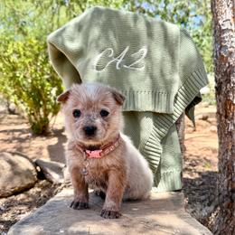 Ms Pretty (AKC) - Red mottled female Australian Cattle Dog puppy in Sahuarita, Arizona from A2 Australian Cattle Dogs
