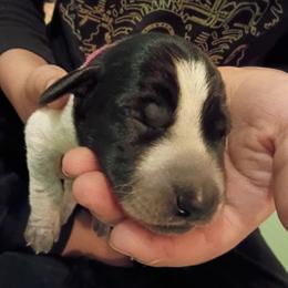 Sugarfoot- hot pink - Black and white female German Shorthaired Pointer puppy in Riverdale, Michigan from Ninemire Farm