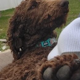 Poodles from Ffynnet Farms Poodles