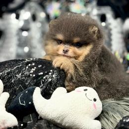 Vodka - Blue and tan male Pomeranian puppy in Stockton, California from Pommiepalace