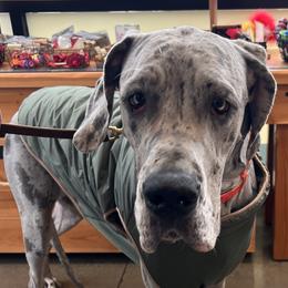 Great Danes from Kayla Neal