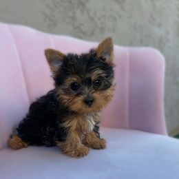 Blackberry Jam - Black and gold male Yorkshire Terrier puppy in Surprise, Arizona from Enchanted Yorkies
