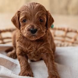 Magnolia - Red  female Goldendoodle puppy in Riverton, Mississippi from Utah Doodlebug