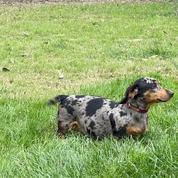 Dachshund puppies from Valentina's mini  AKC Dachshunds
