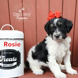 Rosie - Black and white female Bernedoodle puppy in Heyworth, Illinois from Cobble Creek Puppies