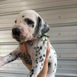 Green - White and black male Dalmatian puppy in Demorest, Georgia from Dixon Dalmatians