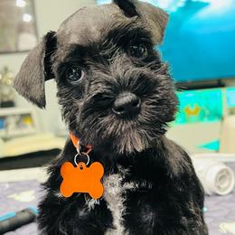 Orange - Black and silver male Miniature Schnauzer puppy in Lehigh Acres, Florida from Regency Schnauzer