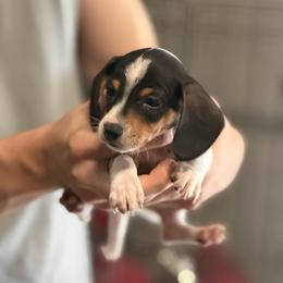 Sam - Piebald male Dachshund puppy in Florence County, South Carolina from Modern Family Standards