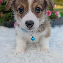 Usher - Sable and white male American Corgi puppy in Garrett, Indiana from Chloe's Colorful Corgis