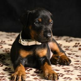 General - Black and rust male Doberman Pinscher puppy in Overton, Texas from Obsidian Kennel